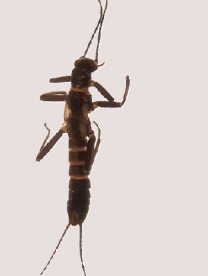  (Capnia vidua rilensis - BGE_00644_A05)  @11 [ ] CreativeCommons - Attribution Share - Alike (2025) Unspecified Unspecified