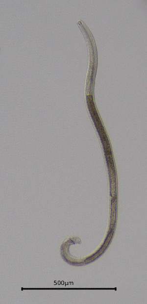  ( - BGE_00645_A07)  @11 [ ] CreativeCommons - Attribution Share - Alike (2025) Unspecified Unspecified