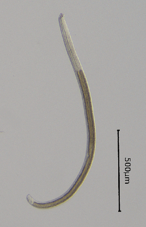  (Mylonchulidae - BGE_00645_A08)  @11 [ ] CreativeCommons - Attribution Share - Alike (2025) Unspecified Unspecified