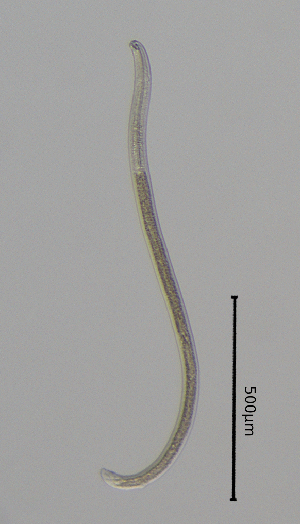  ( - BGE_00645_A09)  @11 [ ] CreativeCommons - Attribution Share - Alike (2025) Unspecified Unspecified