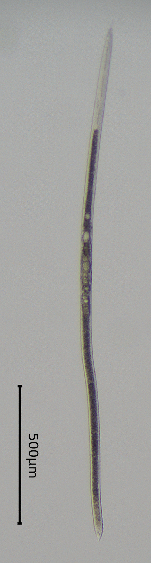  ( - BGE_00645_B01)  @11 [ ] CreativeCommons - Attribution Share - Alike (2025) Unspecified Unspecified