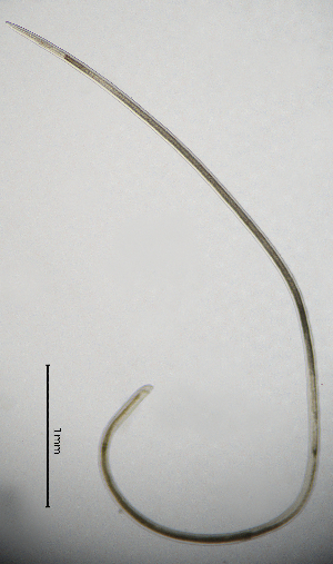  ( - BGE_00645_B03)  @11 [ ] CreativeCommons - Attribution Share - Alike (2025) Unspecified Unspecified