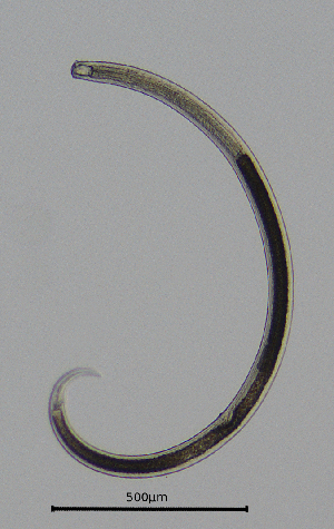  (Mononchida - BGE_00645_E10)  @11 [ ] CreativeCommons - Attribution Share - Alike (2025) Unspecified Unspecified