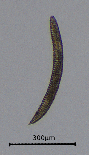  (Criconema - BGE_00645_F02)  @11 [ ] CreativeCommons - Attribution Share - Alike (2025) Unspecified Unspecified