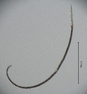  (Xiphinema vuittenezi - BGE_00645_F10)  @11 [ ] CreativeCommons - Attribution Share - Alike (2025) Unspecified Unspecified