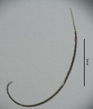  ( - BGE_00645_F10)  @11 [ ] CreativeCommons - Attribution Share - Alike (2025) Unspecified Unspecified