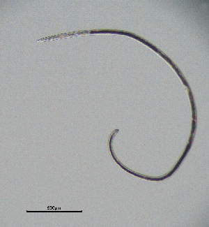  ( - BGE_00645_F11)  @11 [ ] CreativeCommons - Attribution Share - Alike (2025) Unspecified Unspecified