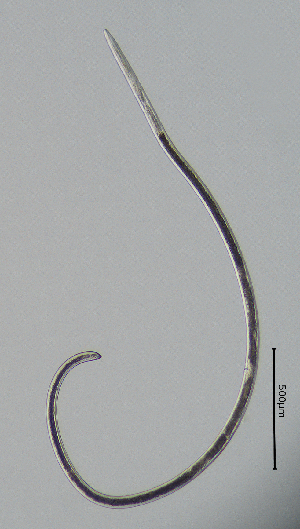  ( - BGE_00645_F11)  @11 [ ] CreativeCommons - Attribution Share - Alike (2025) Unspecified Unspecified