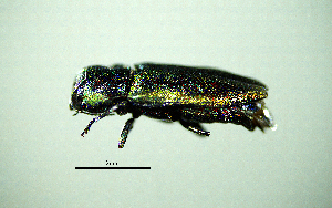  ( - BGE_00646_F01)  @11 [ ] CreativeCommons - Attribution Share - Alike (2025) Unspecified Unspecified