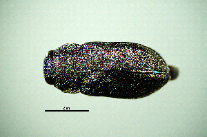  (Anthaxia quadripunctata - BGE_00646_F02)  @11 [ ] CreativeCommons - Attribution Share - Alike (2025) Unspecified Unspecified