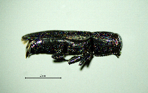  ( - BGE_00646_F03)  @11 [ ] CreativeCommons - Attribution Share - Alike (2025) Unspecified Unspecified