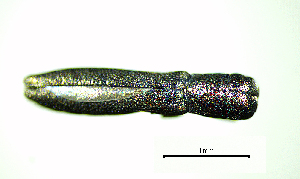  ( - BGE_00646_F04)  @11 [ ] CreativeCommons - Attribution Share - Alike (2025) Unspecified Unspecified