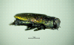  ( - BGE_00646_F12)  @11 [ ] CreativeCommons - Attribution Share - Alike (2025) Unspecified Unspecified
