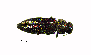  ( - BGE_00646_G01)  @11 [ ] CreativeCommons - Attribution Share - Alike (2025) Unspecified Unspecified