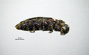  ( - BGE_00646_G01)  @11 [ ] CreativeCommons - Attribution Share - Alike (2025) Unspecified Unspecified