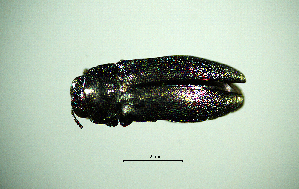  ( - BGE_00646_G03)  @11 [ ] CreativeCommons - Attribution Share - Alike (2025) Unspecified Unspecified