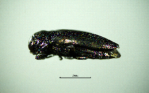  ( - BGE_00646_G03)  @11 [ ] CreativeCommons - Attribution Share - Alike (2025) Unspecified Unspecified