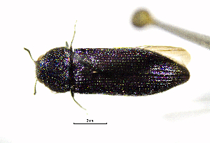  (Acmaeodera critina - BGE_00646_G05)  @11 [ ] CreativeCommons - Attribution Share - Alike (2025) Unspecified Unspecified