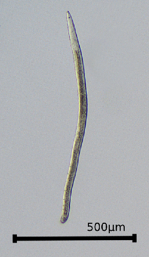 (Merliniidae - BGE_00647_E12)  @11 [ ] CreativeCommons - Attribution Share - Alike (2025) Unspecified Unspecified