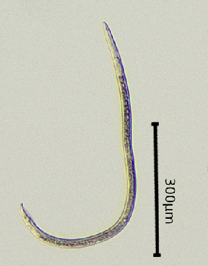  (Telotylenchidae - BGE_00647_G09)  @11 [ ] CreativeCommons - Attribution Share - Alike (2025) Unspecified Unspecified