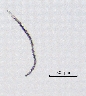  (Rotylenchus agnetis - BGE_00647_H04)  @11 [ ] CreativeCommons - Attribution Share - Alike (2024) Unspecified Unspecified