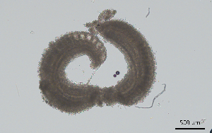 (Saccocirrus papillocercus - BGE_00650_D02)  @11 [ ] CreativeCommons Attribution Non-Commercial (2024) Stefania Klayn Bulgarian Academy of Sciences, Institute of Biodiversity and Ecosystem Research