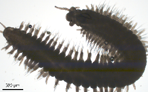  (Schistomeringos rudolphi - BGE_00650_D08)  @11 [ ] CreativeCommons Attribution Non-Commercial (2024) Stefania Klayn Bulgarian Academy of Sciences, Institute of Biodiversity and Ecosystem Research
