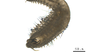  ( - BGE_00650_E01)  @11 [ ] CreativeCommons Attribution Non-Commercial (2024) Stefania Klayn Bulgarian Academy of Sciences, Institute of Biodiversity and Ecosystem Research