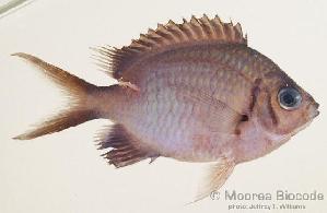  (Chromis alpha - MBIO0947)  @11 [ ] No Rights Reserved  Unspecified Unspecified
