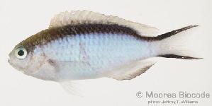  (Pomachromis fuscidorsalis - MBIO0957)  @12 [ ] No Rights Reserved  Unspecified Unspecified