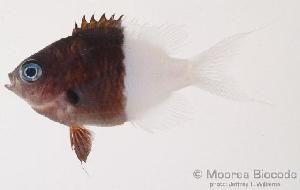  (Chromis iomelas - MBIO0095)  @13 [ ] No Rights Reserved  Unspecified Unspecified