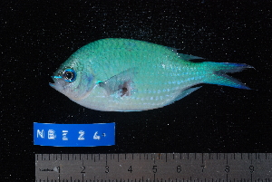  (Chromis atripectoralis - NBE0024)  @14 [ ] No Rights Reserved  Unspecified Unspecified