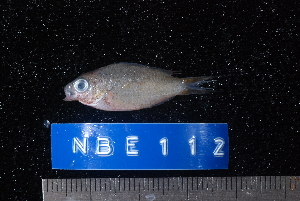  (Chromis xanthochira - NBE0112)  @13 [ ] No Rights Reserved  Unspecified Unspecified