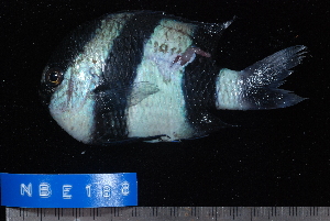  ( - NBE0188)  @13 [ ] No Rights Reserved  Unspecified Unspecified