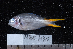  (Chromis opercularis - NBE0430)  @14 [ ] No Rights Reserved  Unspecified Unspecified