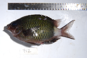  (Chromis chrysura - REU0712)  @14 [ ] No Rights Reserved  Unspecified Unspecified