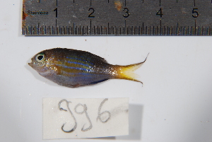  (Chromis nigrura - REU0996)  @14 [ ] No Rights Reserved  Unspecified Unspecified