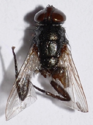  ( - ZL3.3)  @12 [ ] Copyright (2015) PHCDBS Paul Hebert Center for DNA Barcoding and Biodiversity Studies