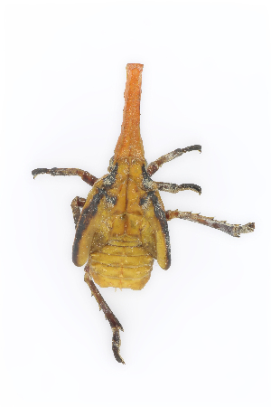  (Zanninae - CASENT0838130-D01)  @11 [ ] CreativeCommons  Attribution (2021) California Academy of Sciences California Academy of Sciences