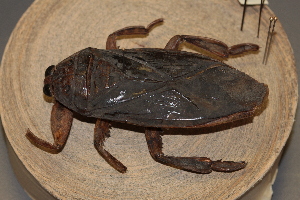  (Leptocerus scutatum - MBCENT0000601-D01)  @11 [ ] CreativeCommons  Attribution Non-Commercial Share-Alike (2020) California Academy of Sciences California Academy of Sciences