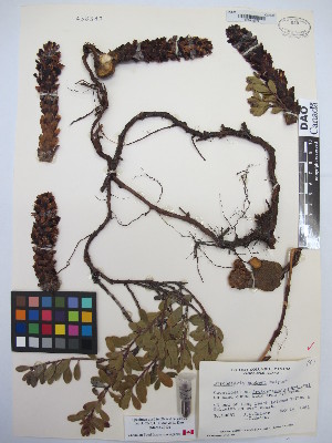  (Kopsiopsis - MIRL13-Bhoo-05)  @11 [ ] Copyright (2018) Unspecified Canadian Food Inspection Agency