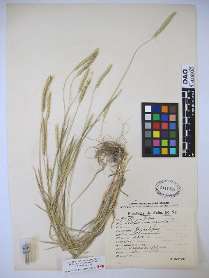  (Alopecurus myosuroides - MIRL14-Amyo-08)  @11 [ ] Copyright (2018) Unspecified Canadian Food Inspection Agency