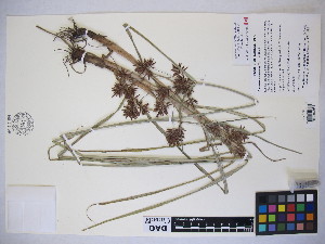  (Cyperus setigerus - MIRL15-Cyset-04)  @11 [ ] Copyright (2018) Unspecified Canadian Food Inspection Agency