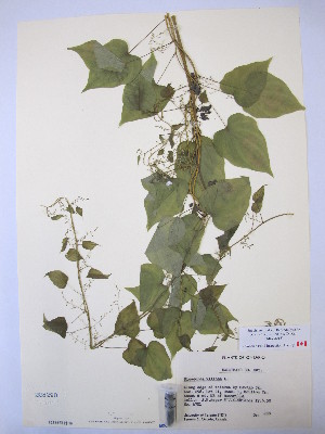  ( - MIRL15-Dvil-09)  @11 [ ] Copyright (2018) Unspecified Canadian Food Inspection Agency