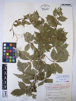  ( - MIRL16-Pqui-04)  @11 [ ] Copyright (2018) Unspecified Canadian Food Inspection Agency
