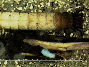  (Halesus sp - IQCAD-0084)  @12 [ ] Unspecified (default): All Rights Reserved  Unspecified Unspecified