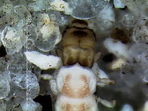  (Psychomyia CJGsp IQ2 - IQCAD-0116)  @13 [ ] Unspecified (default): All Rights Reserved  Unspecified Unspecified