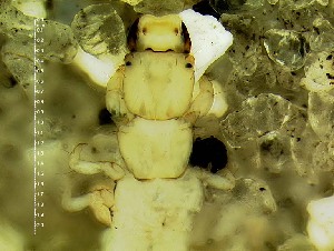  (Psychomyia CJGsp IQ1 - IQCAD-0134)  @12 [ ] Unspecified (default): All Rights Reserved  Unspecified Unspecified