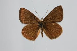  (Polyommatus urmiaensis - ARLY-187f-001)  @14 [ ] Unspecified (default): All Rights Reserved  Unspecified Unspecified