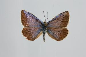  (Polyommatus arasbarani - ARLY-0100-002)  @13 [ ] Unspecified (default): All Rights Reserved  Unspecified Unspecified